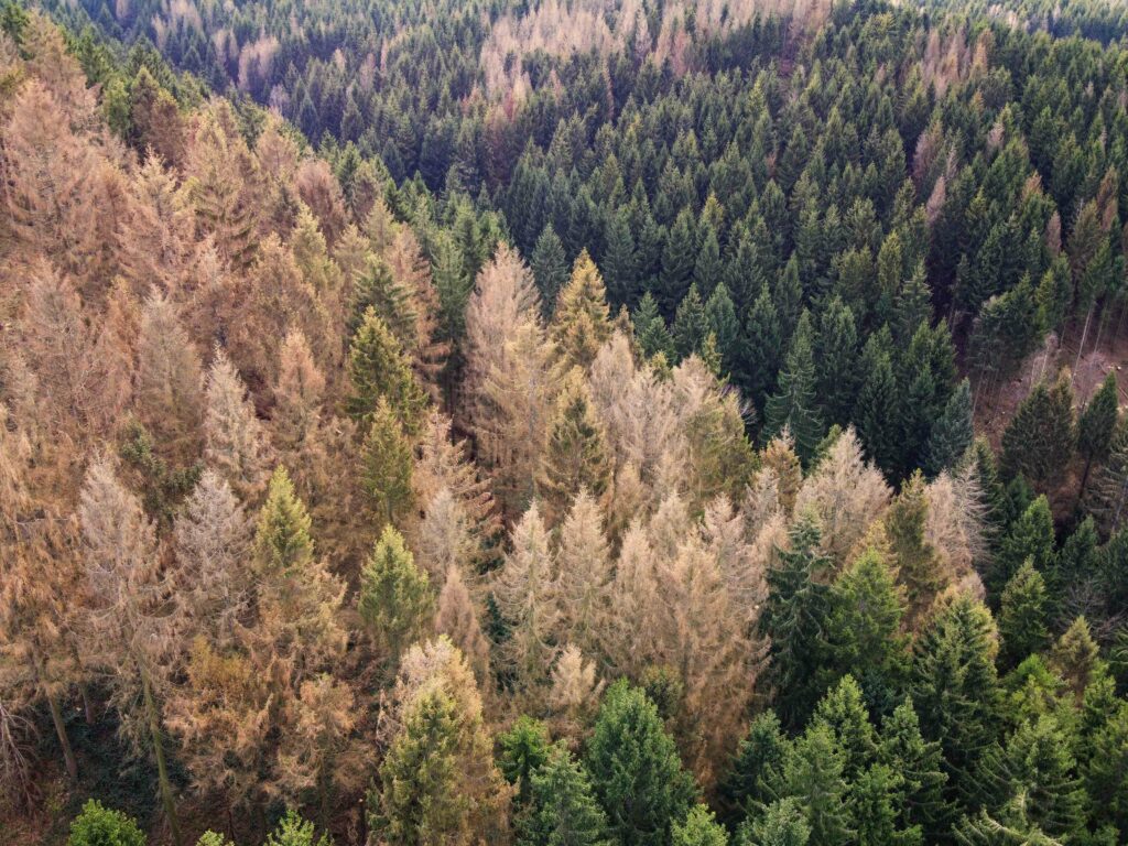 Forêt et changement climatique