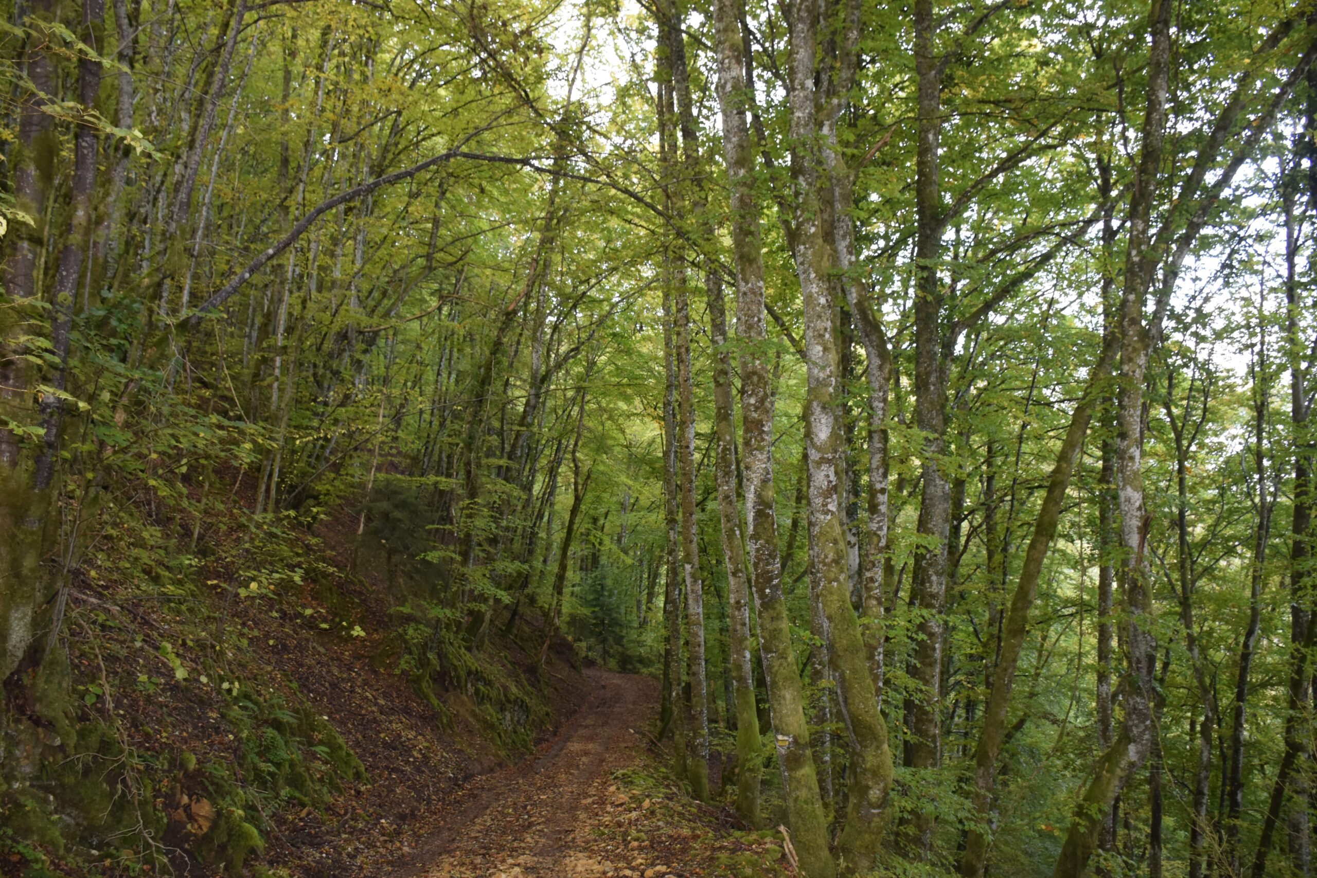 Propriété forestière de 18 Ha dans le Jura