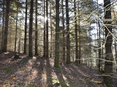 Forêt à vendre Haut-Rhin Alsace