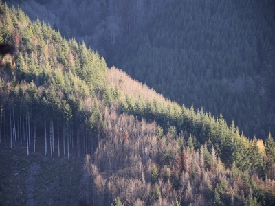Forêt à vendre Haut-Rhin Alsace