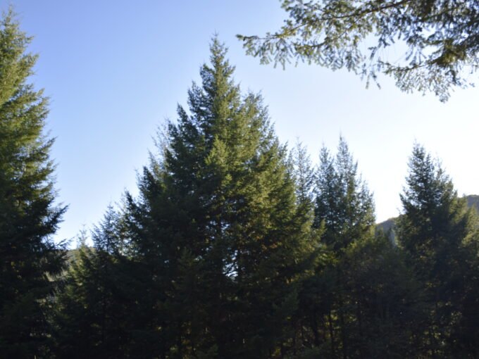 Forêt à vendre de 115 ha dans le Sud Est de la France