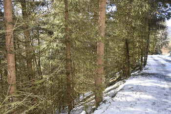 Forêt de 4 ha à vendre en Alsace