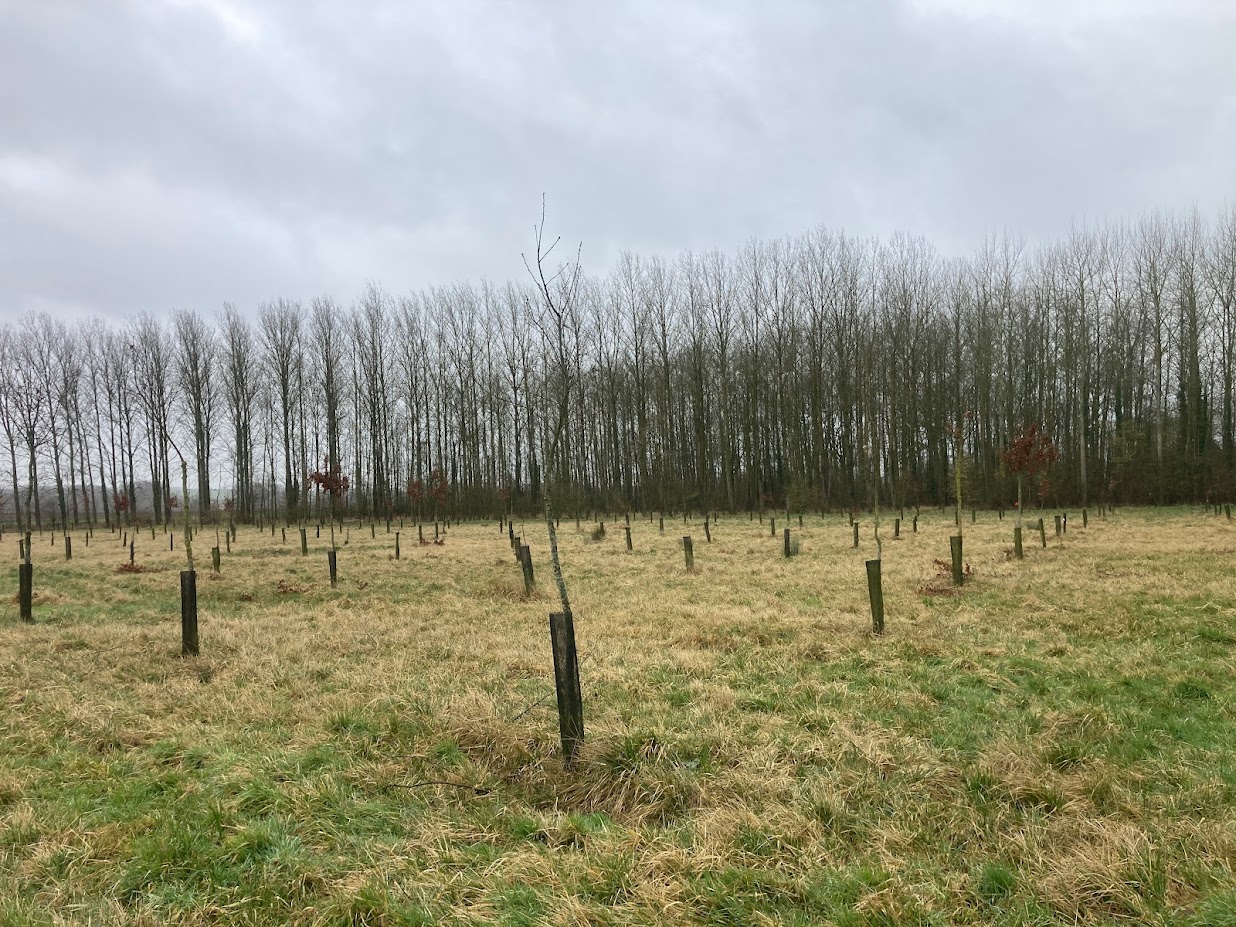 Plantation récente de chênes – Nord proche Douai