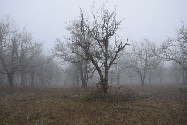 Forêt et Truffières à vendre dans le Sud-Ouest de la France dans le département du LOT en région OCCITANIE.