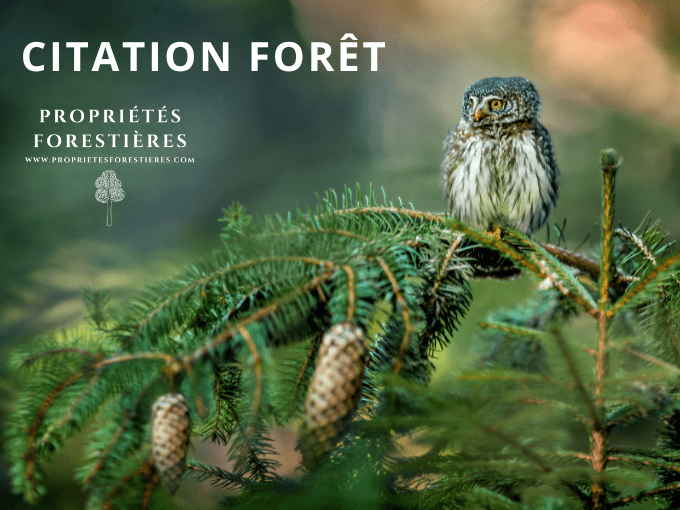 Citation Forêt