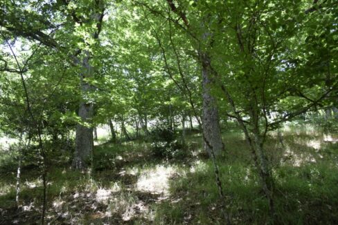 Forêt Chênes à vendre Cantal