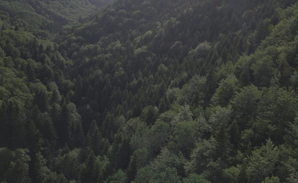 Forêt à vendre Ariège Sapins pectinés