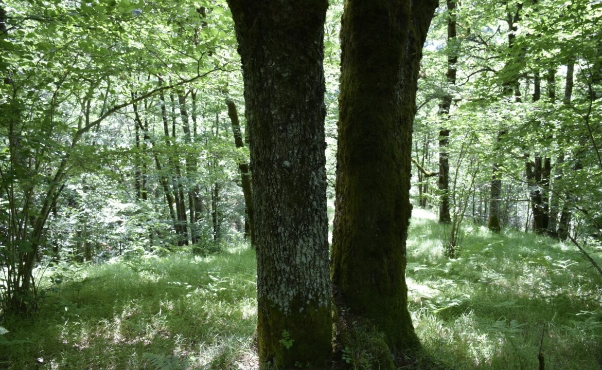 Forêt à vendre Cantal Chênes