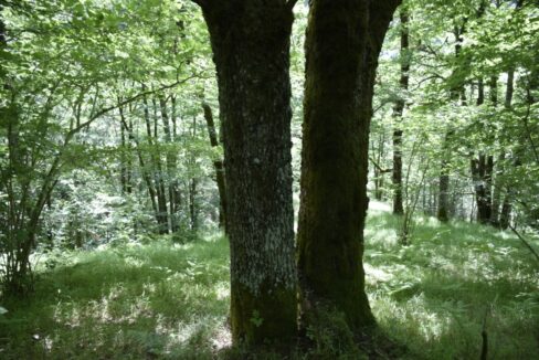 Forêt à vendre Cantal Chênes