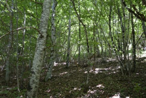 Forêt à vendre Cantal Hêtres