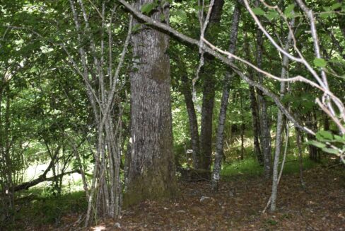 Forêt à vendre Cantal Taillis de chênes