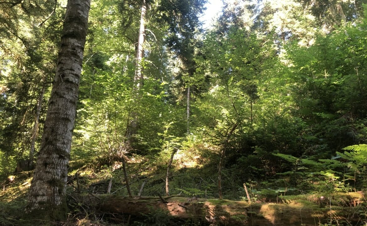Forêt à vendre Puy de Dôme