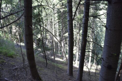 Forêt à vendre Puy de Dôme Résineux
