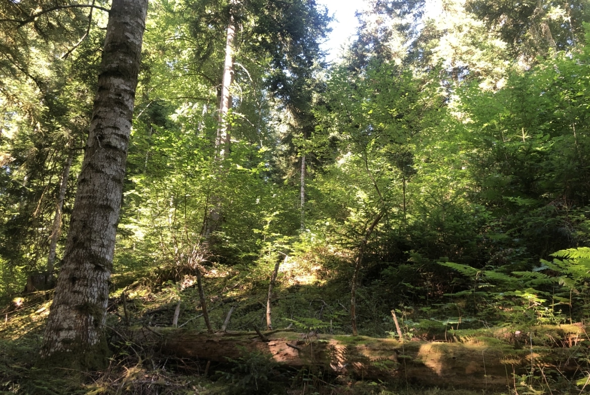 Forêt à vendre Puy-de-Dôme, Résineux
