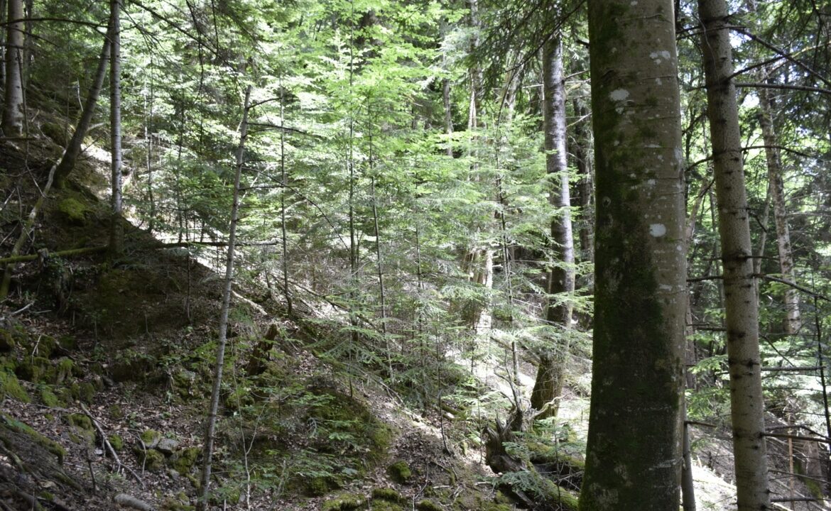 Forêt à vendre Pyrénées