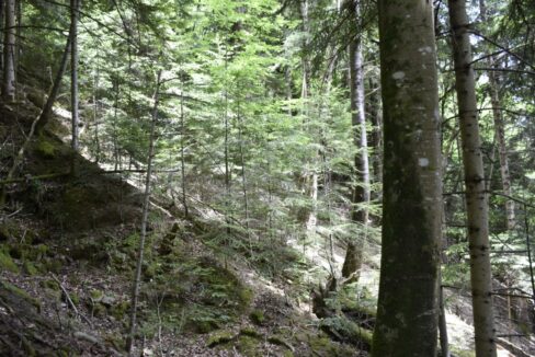 Forêt à vendre Pyrénées