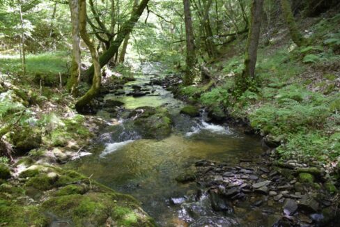 Forêt à vendre avec un ruisseau dans le Cantal