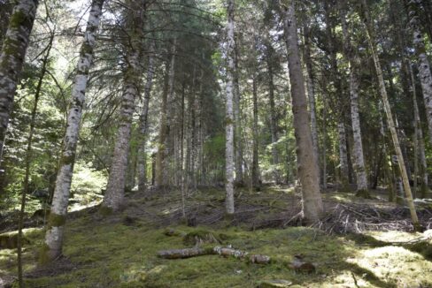 Propriété Forestière à vendre Puy de Dôme