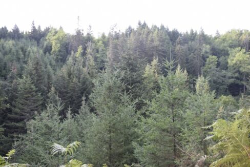 Propriété forestière à vendre Puy-de-Dôme Résineux