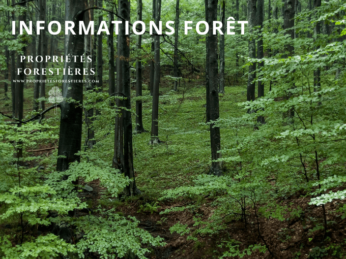 Informations Forêt
