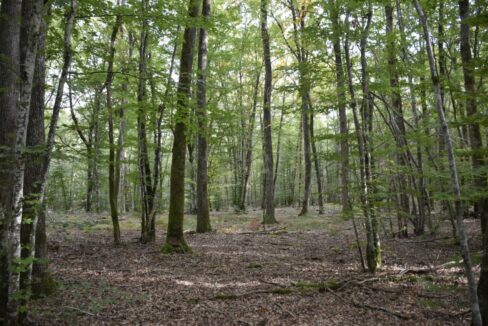 Achat forêt de chênes dans la Nièvre