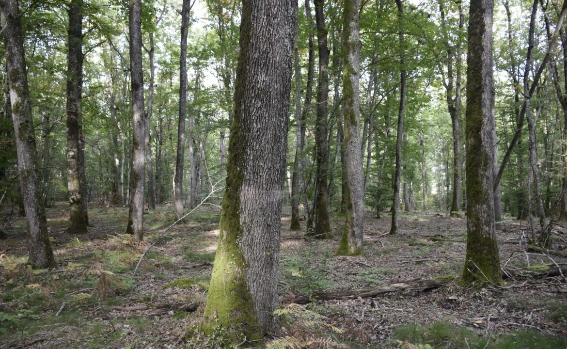 Forêt à vendre Nièvre