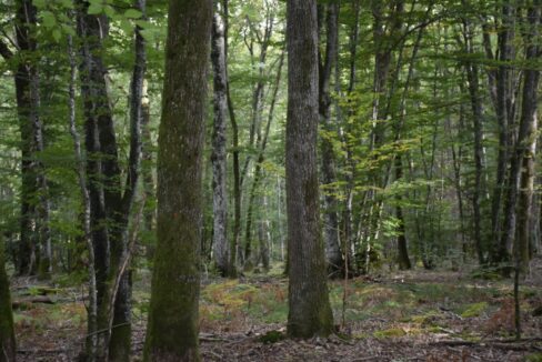 Forêt à vendre Nièvre Chênes