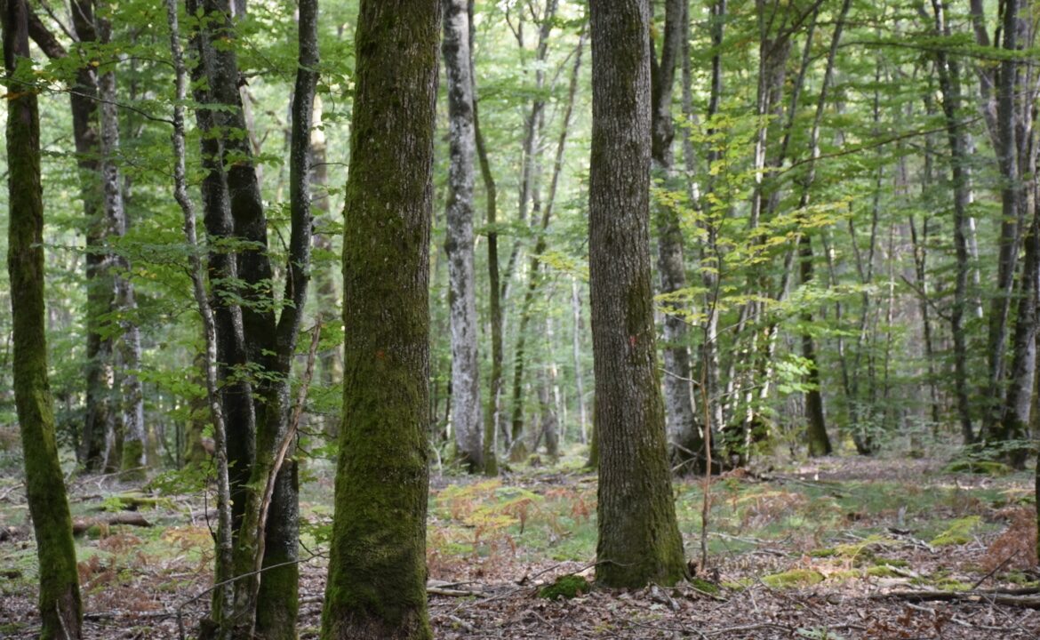 Forêt de chênes à vendre dans la Nièvre