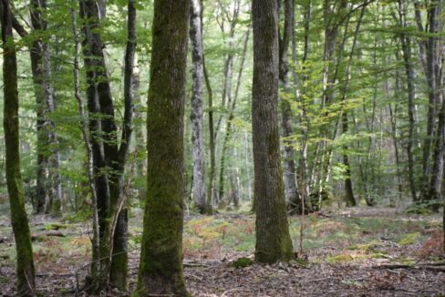 Forêt de chênes à vendre dans la Nièvre