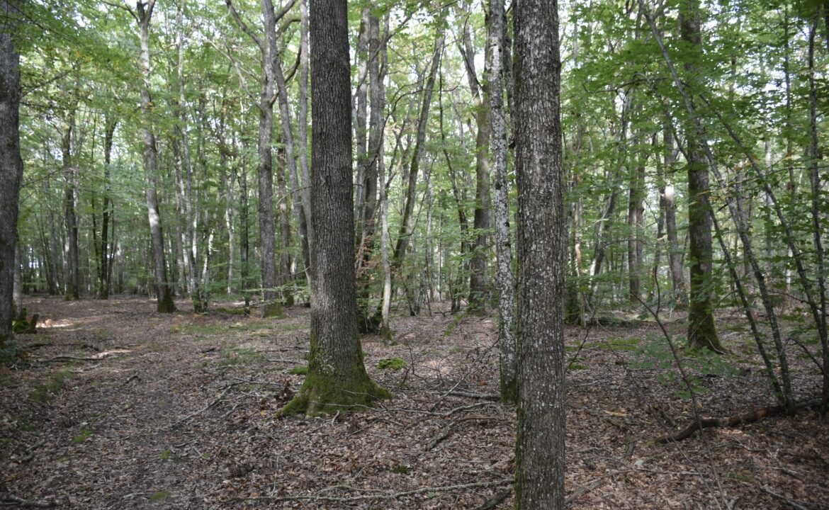 Forêt de chênes feuillus à vendre Nièvre