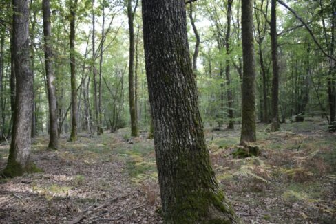 Propriété Forestière à vendre Nièvre