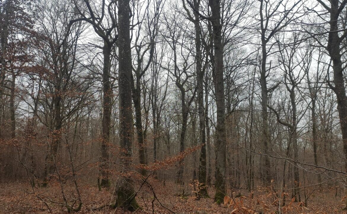 Achat forêt de chênes dans la Nièvre