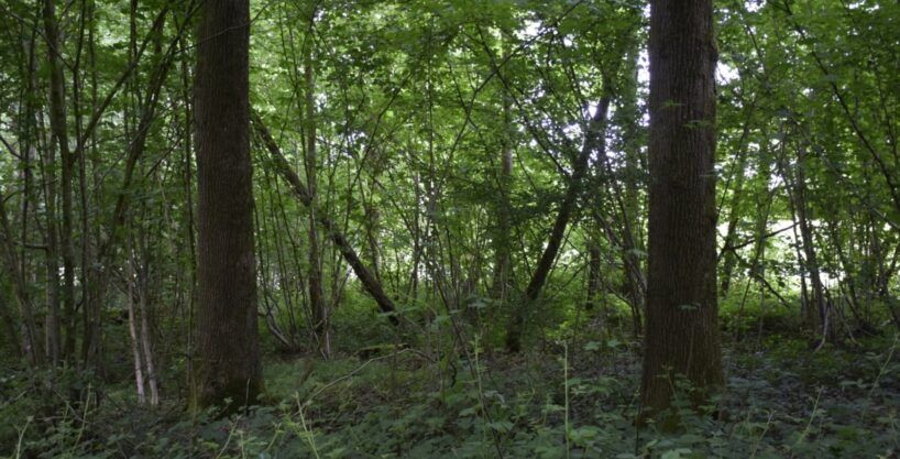 Propriété rurale avec bois de chênes, Aisne