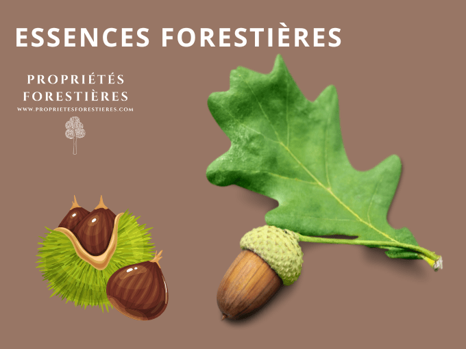 Essences forestières