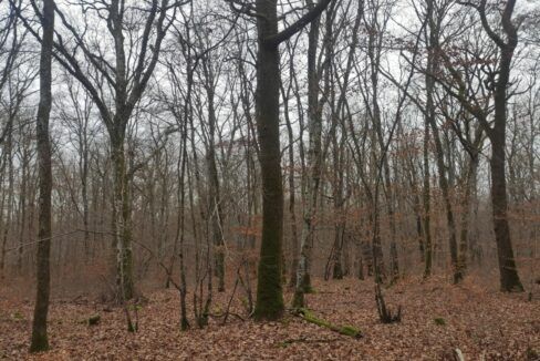 Forêt Nièvre en vente
