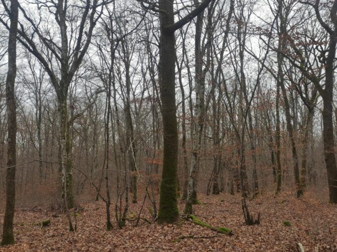 Forêt Nièvre en vente