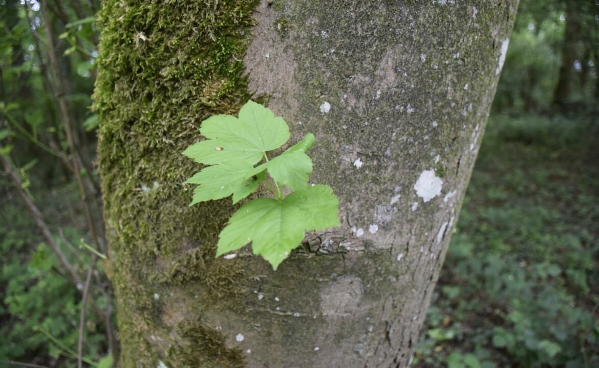 Forêt de chênes à vendre Aisne