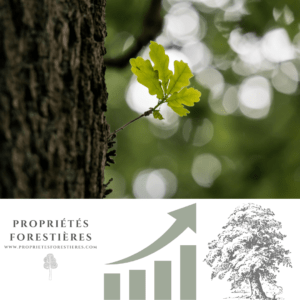 Valoriser votre image avec PropriétésForestières.com, la plateforme vous présentant les forêts à vendre