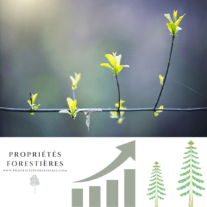 Diffusez vos annonces avec PropriétésForestières.com, la plateforme vous présentant les forêts à vendre