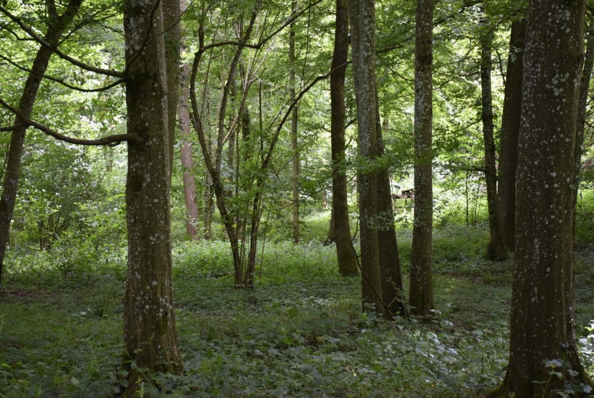 Propriété rurale avec bois de chênes, Aisne