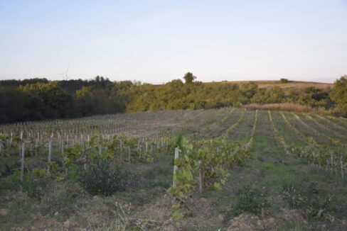 Propriété rurale à vendre dans la Drôme - Vigne et chêne vert
