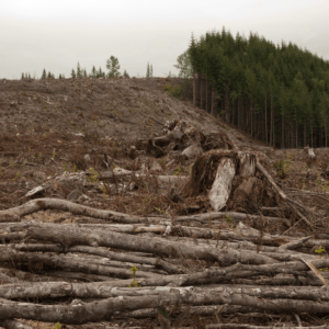 Coupe rase des forêts