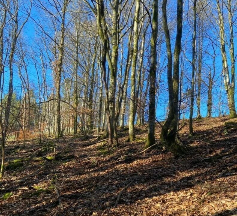 Forêt à vendre Luxembourg