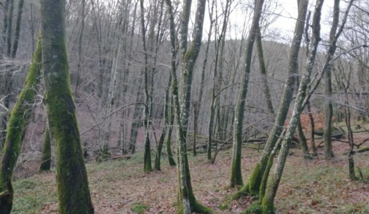 Forêt à vendre en Belgique