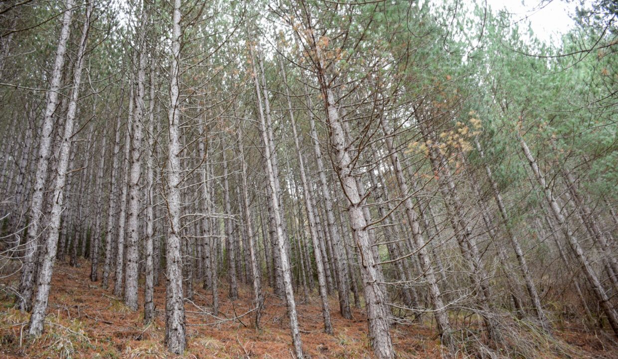 Forêt de pins laricio à vendre Aveyron