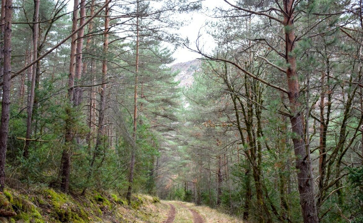 Forêt de pins sylvestre à vendre Aveyron