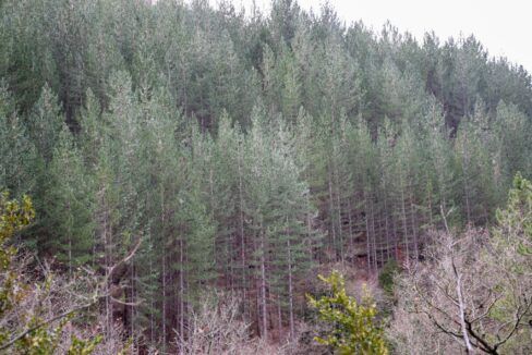 Propriété Forestière de pins laricio à vendre Aveyron