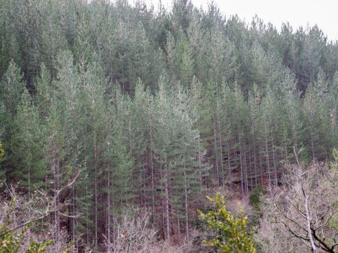 Propriété Forestière de pins laricio à vendre Aveyron