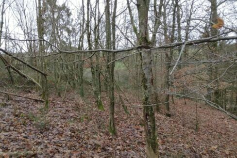 Propriété forestière à vendre Luxembourg