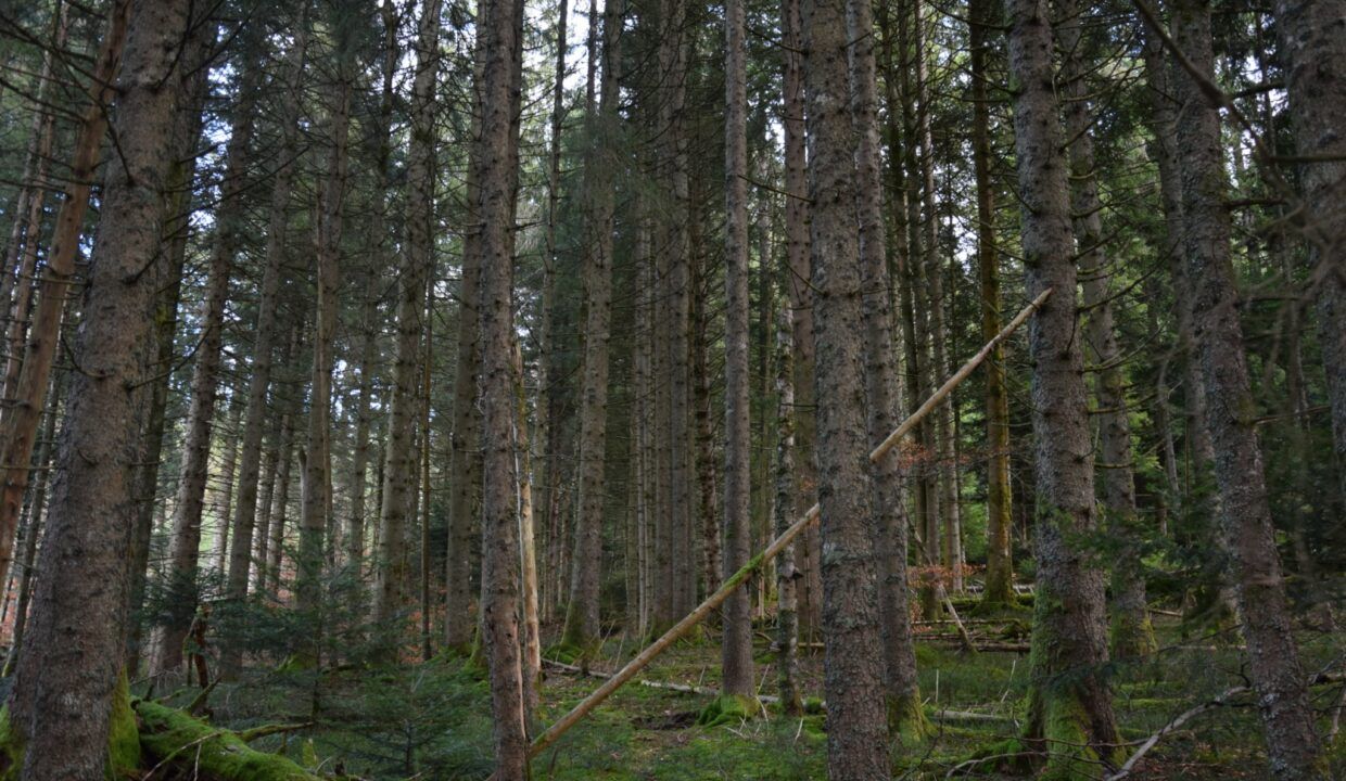 Propriété rurale Forêt à vendre Puy de Dôme